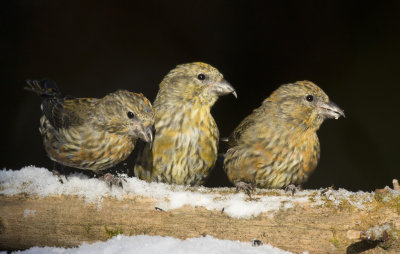bec croisé des sapins - red crossbill