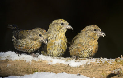 bec crois des sapins - red crossbill