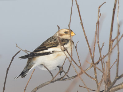 plectrophane des neiges - snow bunting