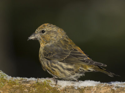 bec crois des sapins - red crossbill