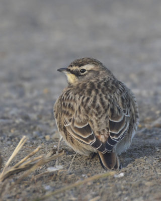 alouette hausse-col - horned lark