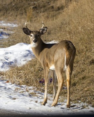 chevreuil - white tailed deer