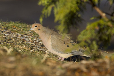tourterelle triste - mourning dove