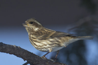 roselin pourpr - purple finch