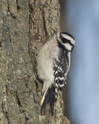 pic mineur - downy woodpecker