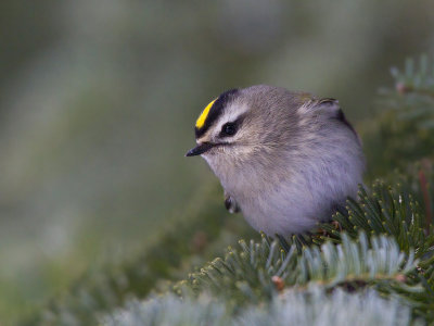 roitelet  couronne dor - golden crowned kinglet