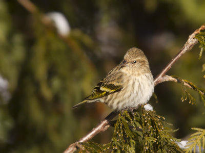 tarin des pins - pine siskin