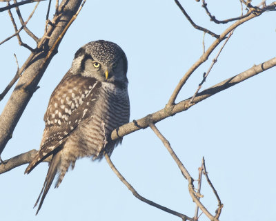 pervire boreale - northern hawk owl