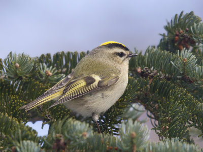 roitelet  couronne dor - golden crowned kinglet