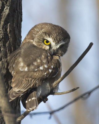 petite nyctale - northern saw-whet owl