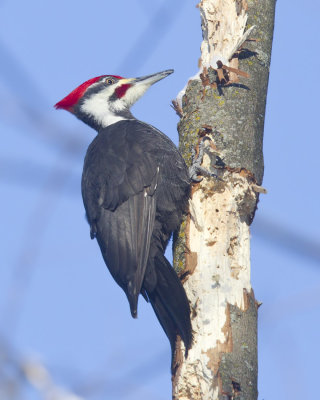 grand pic - pileated woodpecker