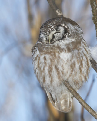 nyctale de tengmalm - boreal owl