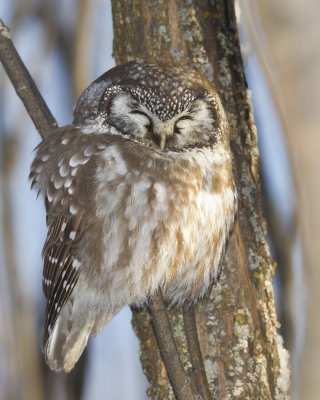 nyctale de tengmalm - boreal owl
