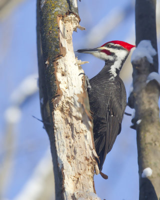 grand pic - pileated woodpecker