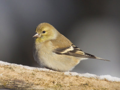 chardonneret jaune -american goldfinch