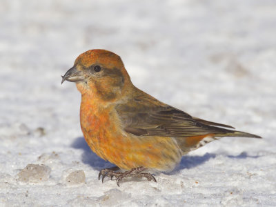 bec crois des sapins - red crossbill