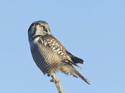 pervire boreale - northern hawk owl