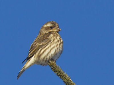 roselin pourpré - purple finch