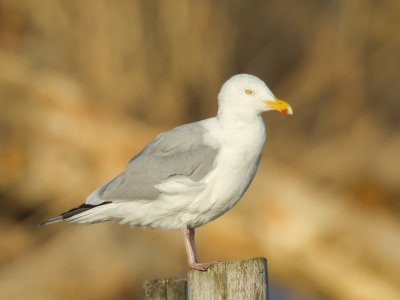 goland argent - herring gull