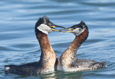 grbe jougris - red necked grebe