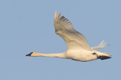 cygne trompette - trumpeter swan