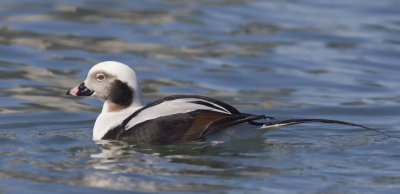 harelde kakawi - long tailed duck