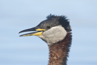 grbe jougris - red necked grebe