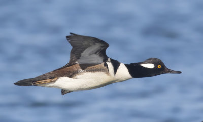 harle couronn - hooded merganser