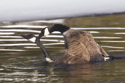 bernache du canada - canada goose