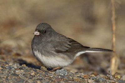 junco adoisé - black eyed junco