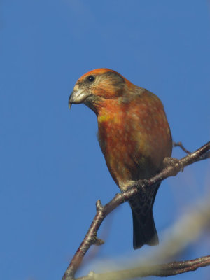 bec crois des sapins - red crossbill