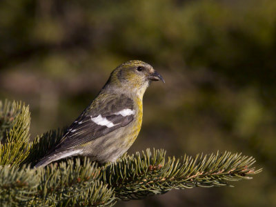 bec-crois bifasci - white winged crossbill