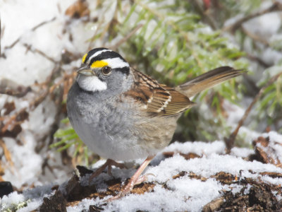 bruant  gorge blanche - white throated sparrow