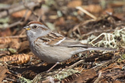 bruant hudsonnien - american tree sparrow