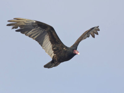 urubu  tte rouge - turkey vulture