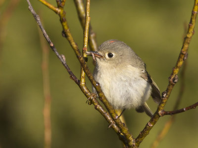 roitelet  couronne rubis - ruby crowned kinglet