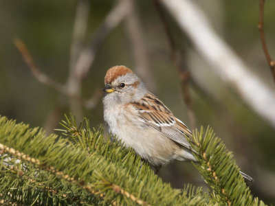 bruant hudsonnien - american tree sparrow