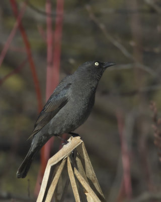 quiscale rouilleux - rusty blackbird