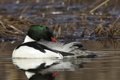 grand harle - common merganser