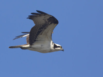 balbuzard pcheur - osprey