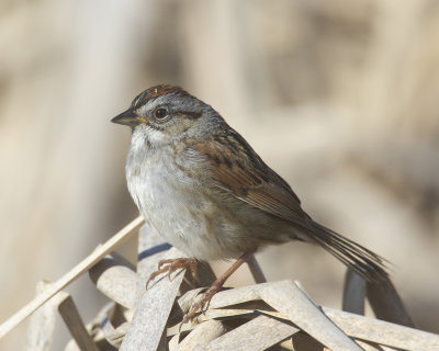 bruant des marais - swamp sparrow