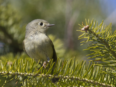 roitelet  couronne rubis - rubis crowned kinglet