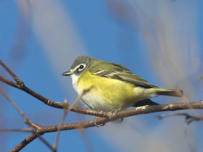 viro  tte blue - blue headed vireo