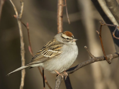 bruant familier - chipping sparrow