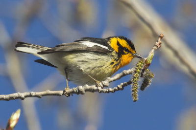 paruline  gorge orange - blackburnian warbler