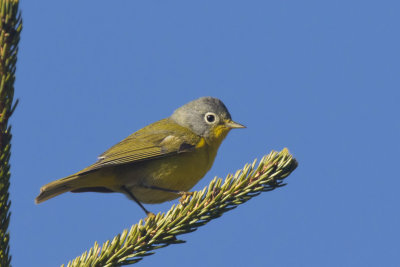 paruline  joues grises - nashville warbler