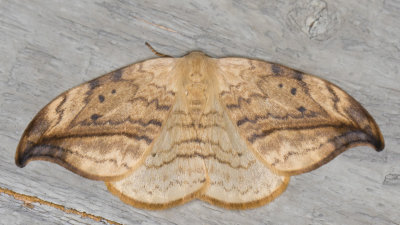 Arched Hooktip - Drepana arcuata (6251)