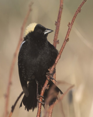 goglu des prs - bobolink