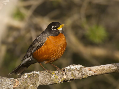 merle d amrique - american robin