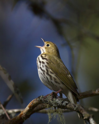 paruline couronne - ovenbird